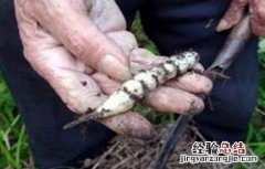 草石蚕种植技术 草石蚕的种植技术