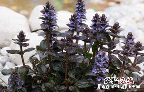 夏枯草怎么繁殖 夏枯草怎么繁殖出来的