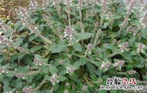 夏枯草怎么繁殖 夏枯草怎么繁殖出来的