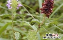 夏枯草怎么繁殖 夏枯草怎么繁殖出来的