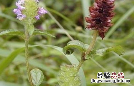 夏枯草怎么繁殖 夏枯草怎么繁殖出来的
