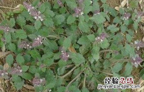 夏枯草怎么繁殖 夏枯草怎么繁殖出来的