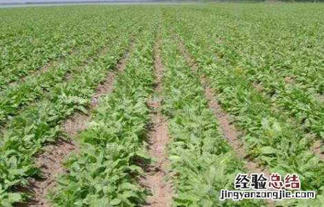 板蓝根病虫害防治方案 板蓝根常见病虫害的防治方法