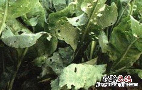 板蓝根病虫害防治方案 板蓝根常见病虫害的防治方法