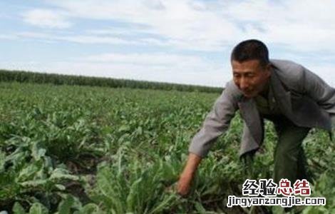 板蓝根病虫害防治方案 板蓝根常见病虫害的防治方法