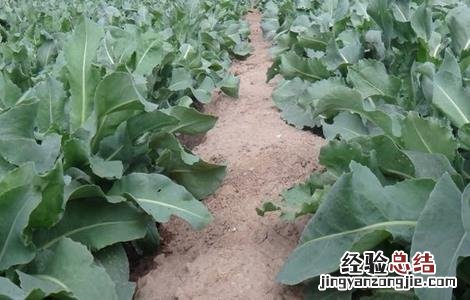 板蓝根病虫害防治方案 板蓝根常见病虫害的防治方法