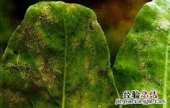 板蓝根病虫害防治方案 板蓝根常见病虫害的防治方法