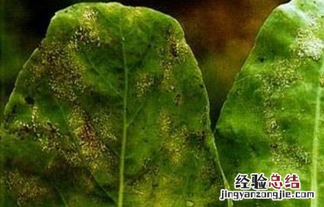 板蓝根病虫害防治方案 板蓝根常见病虫害的防治方法