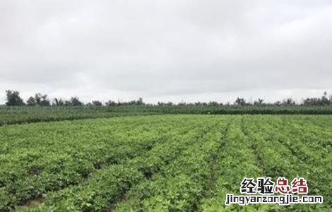 甘草种植技术与栽培管理 甘草的田间管理技术