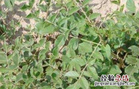 甘草种植技术与栽培管理 甘草的田间管理技术