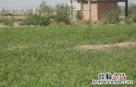 甘草种植技术与栽培管理 甘草的田间管理技术