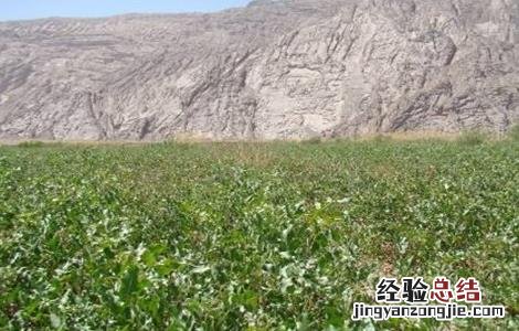 甘草种植技术与栽培管理 甘草的田间管理技术