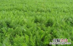甘草种植技术与栽培管理 甘草的田间管理技术