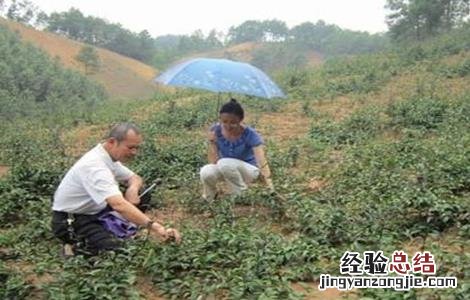 巴戟天的繁殖方法 巴戟天的栽培技术