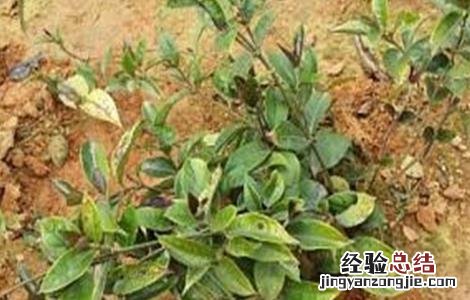 巴戟天的繁殖方法 巴戟天的栽培技术