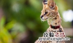 薮猫怎么读什么意思 薮猫怎么读