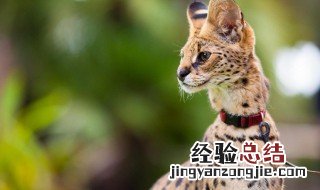 薮猫怎么读什么意思 薮猫怎么读