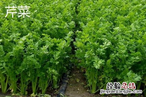 芹菜和西芹有什么区别图片 芹菜和西芹有什么区别