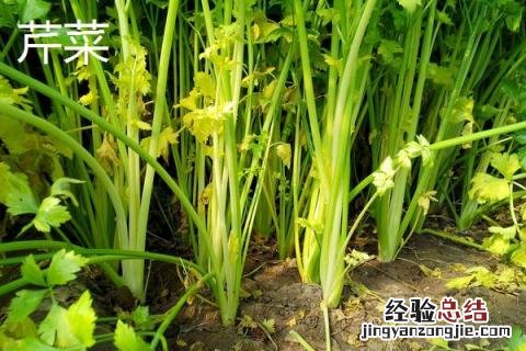 芹菜和西芹有什么区别图片 芹菜和西芹有什么区别