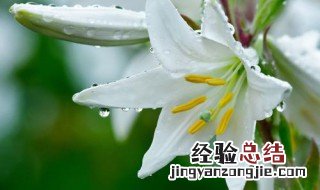 百合花代表的含义 百合花代表什么含义