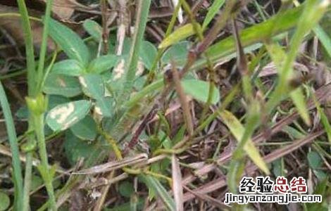 如何种植独脚金 如何种植独脚金视频教程
