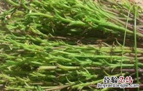 如何种植独脚金 如何种植独脚金视频教程