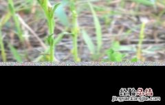如何种植独脚金 如何种植独脚金视频教程
