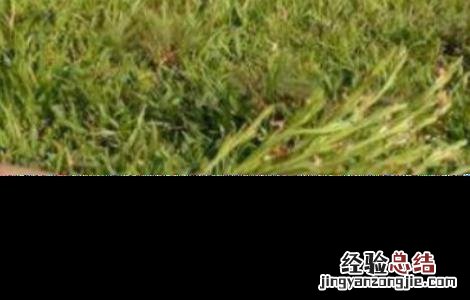 如何种植独脚金 如何种植独脚金视频教程