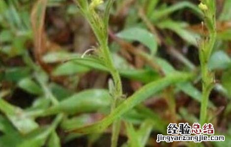 如何种植独脚金 如何种植独脚金视频教程