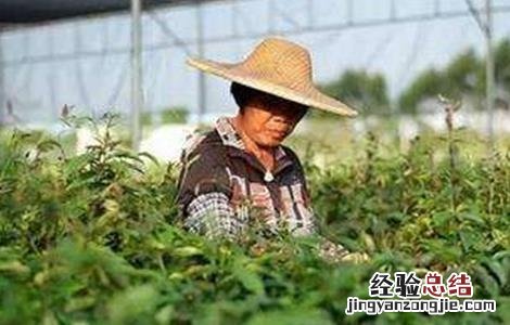 巴戟天的种植条件 巴戟天种植技术与栽培管理