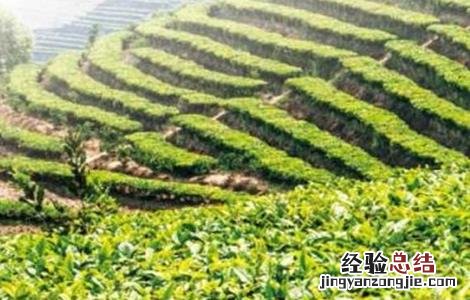 巴戟天的种植条件 巴戟天种植技术与栽培管理