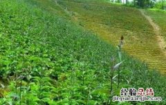 巴戟天的种植条件 巴戟天种植技术与栽培管理