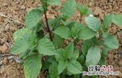 牛膝病虫害的防治方法有 牛膝病虫害的防治方法