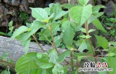 牛膝病虫害的防治方法有 牛膝病虫害的防治方法
