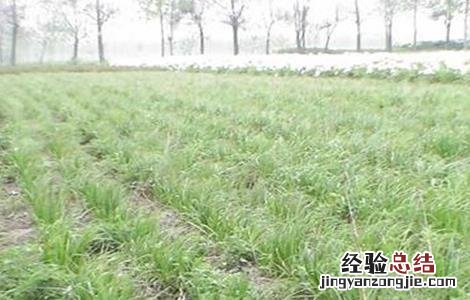 知母种植的注意事项 知母种植的注意事项和禁忌