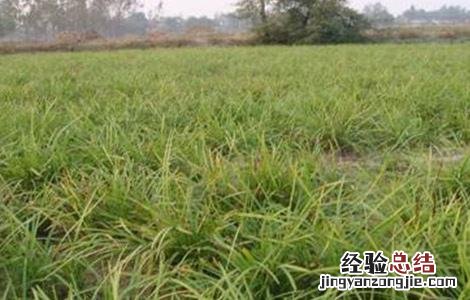知母种植的注意事项 知母种植的注意事项和禁忌