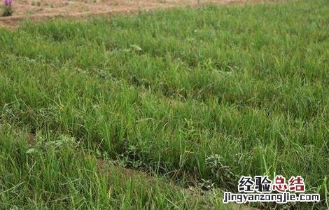知母种植的注意事项 知母种植的注意事项和禁忌