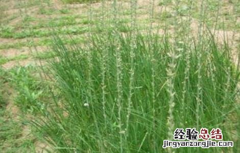 知母种植的注意事项 知母种植的注意事项和禁忌