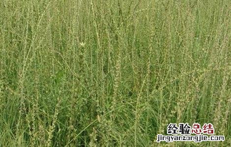 知母种植的注意事项 知母种植的注意事项和禁忌