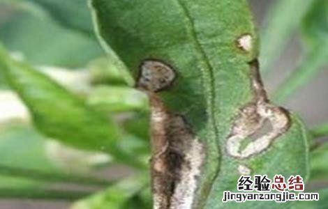 桔梗病虫害的防治方法图片 桔梗病虫害的防治方法