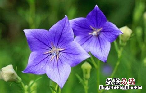 桔梗病虫害的防治方法图片 桔梗病虫害的防治方法