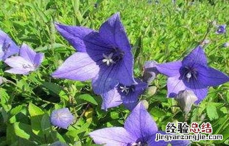 桔梗病虫害的防治方法图片 桔梗病虫害的防治方法