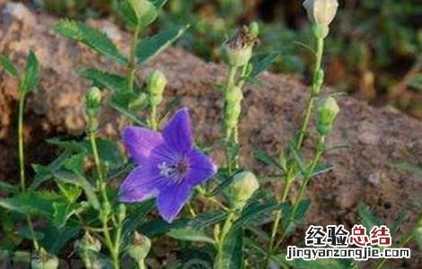 桔梗病虫害的防治方法图片 桔梗病虫害的防治方法