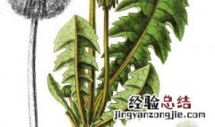 蒲公英根茶怎么制作窍门和功效 蒲公英根茶怎么制作窍门