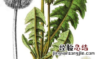 蒲公英根茶怎么制作窍门和功效 蒲公英根茶怎么制作窍门