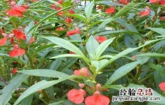 凤仙花怎么种 凤仙花怎么种植视频