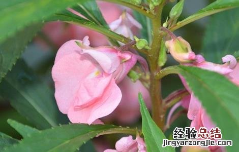 凤仙花怎么种 凤仙花怎么种植视频