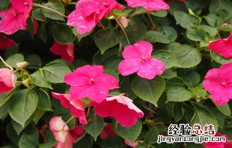 凤仙花怎么种 凤仙花怎么种植视频