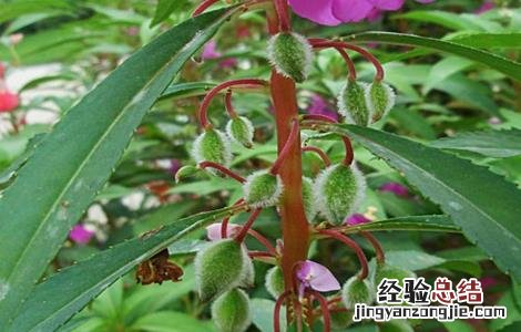 凤仙花怎么种 凤仙花怎么种植视频