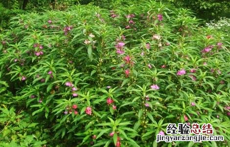 凤仙花怎么种 凤仙花怎么种植视频